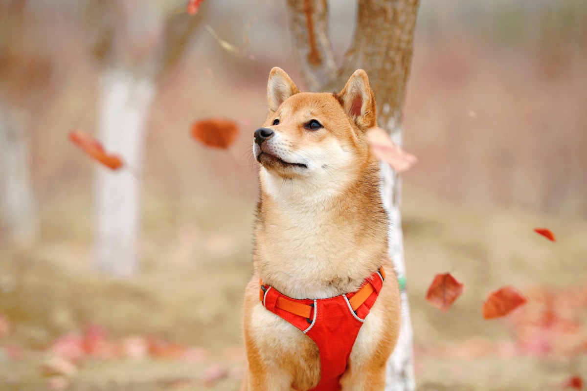 柴犬とくつろぎの空間