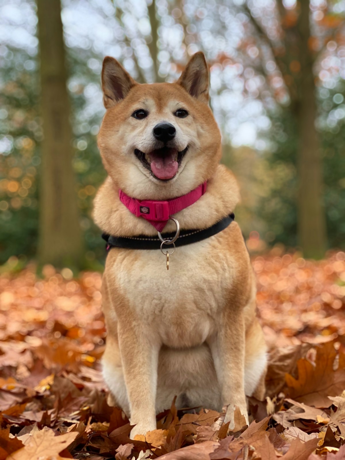 柴犬 まめ