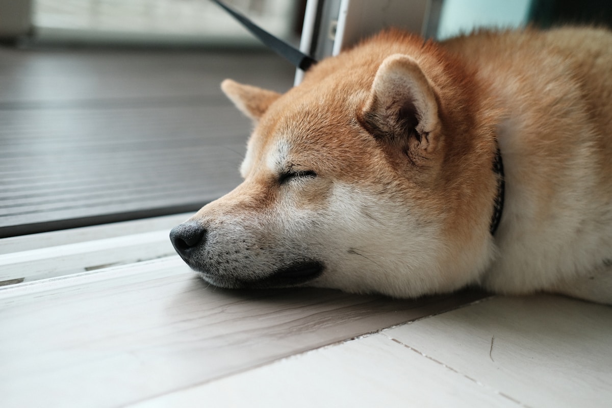 柴犬 もち