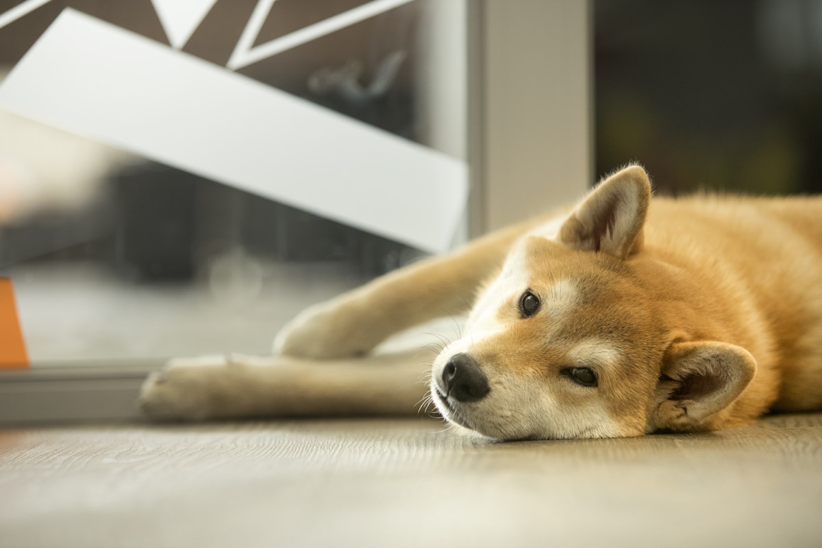 柴犬 あずき