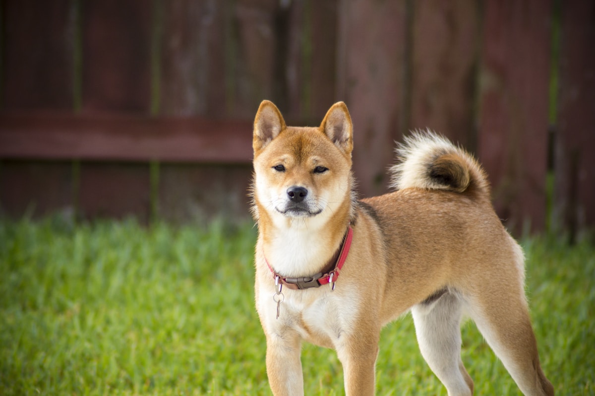 柴犬 ゆず