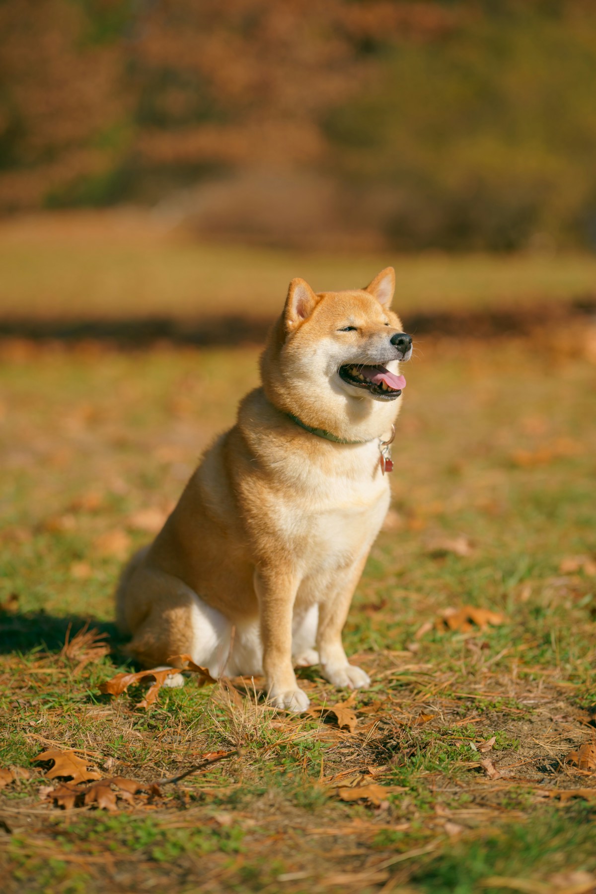柴犬 こむぎ