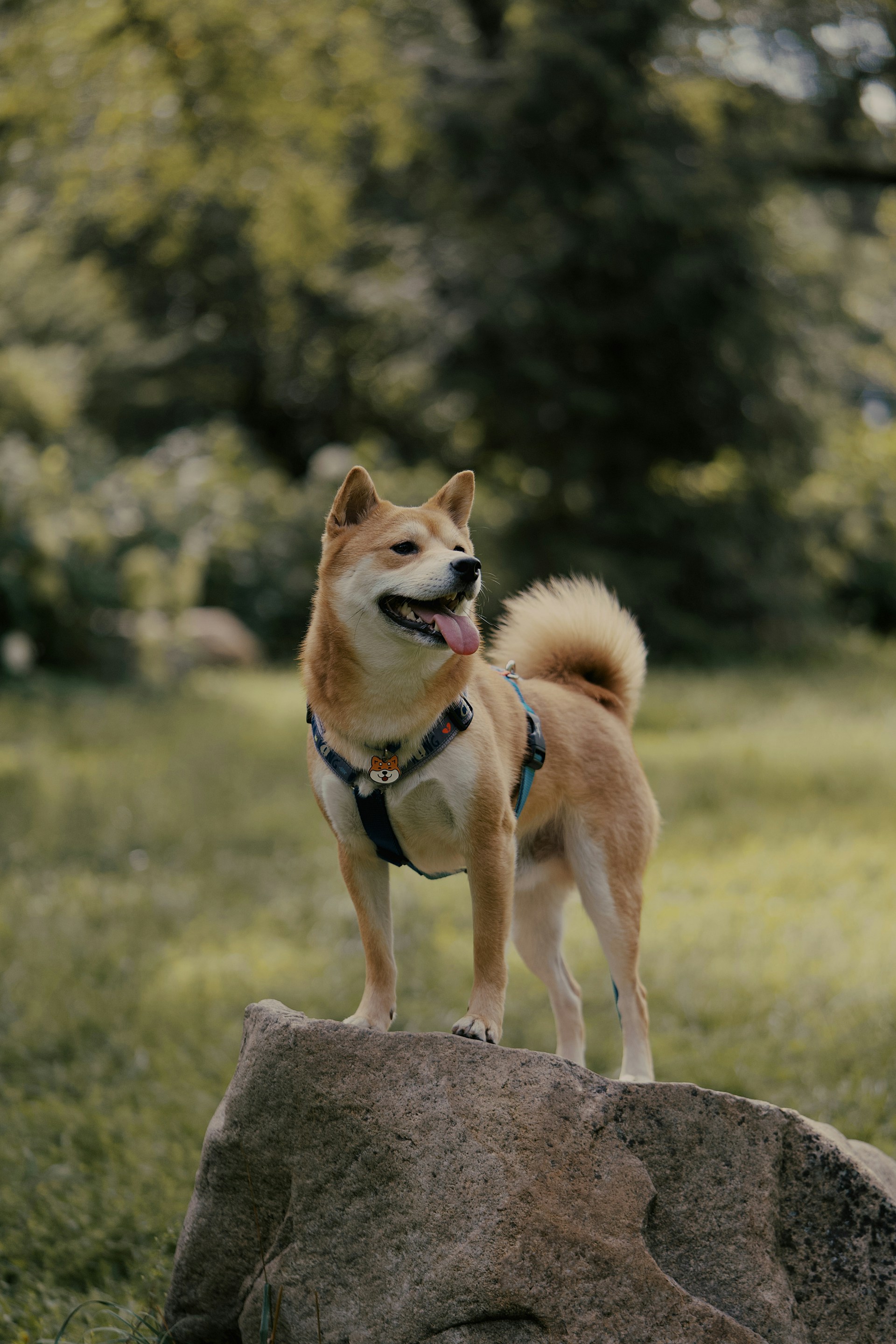 柴犬